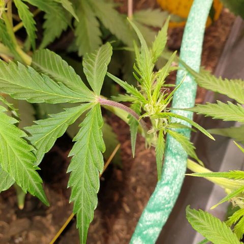 Double Kush Cake Automatic growlog photo: Red color on leaf sticks 