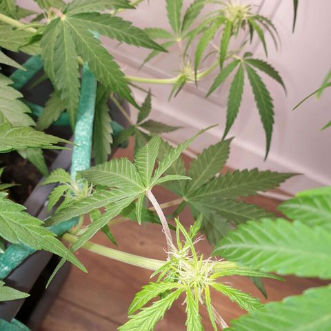 Double Kush Cake Automatic growlog photo: Red color on leaf sticks 