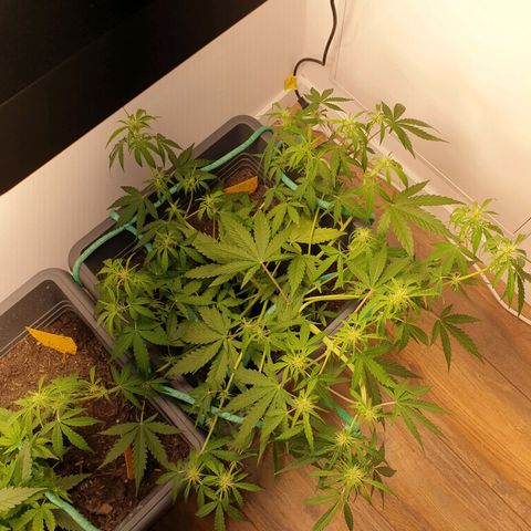 Double Kush Cake Automatic growlog photo: No1