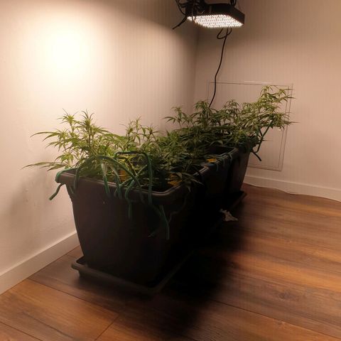 Double Kush Cake Automatic growlog timeline photo