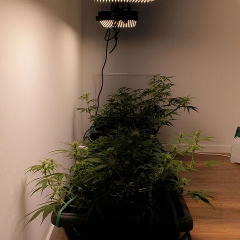Double Kush Cake Automatic growlog timeline photo