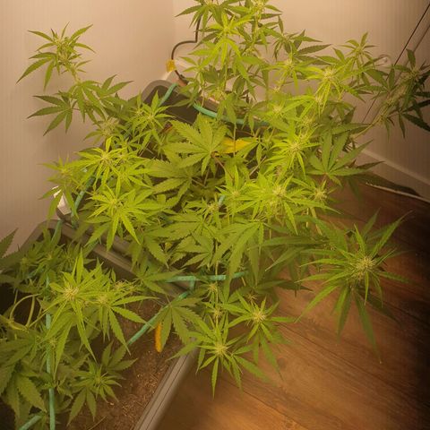 Double Kush Cake Automatic growlog timeline photo