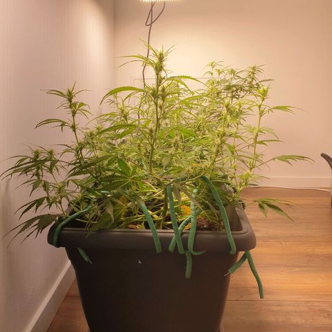 Double Kush Cake Automatic growlog timeline photo