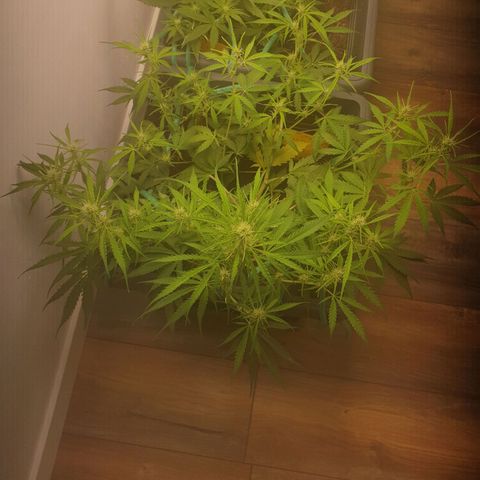 Double Kush Cake Automatic growlog timeline photo