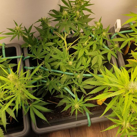 Double Kush Cake Automatic growlog timeline photo