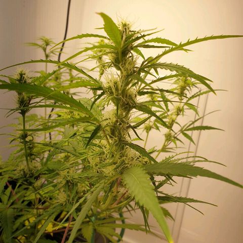 Double Kush Cake Automatic growlog timeline photo