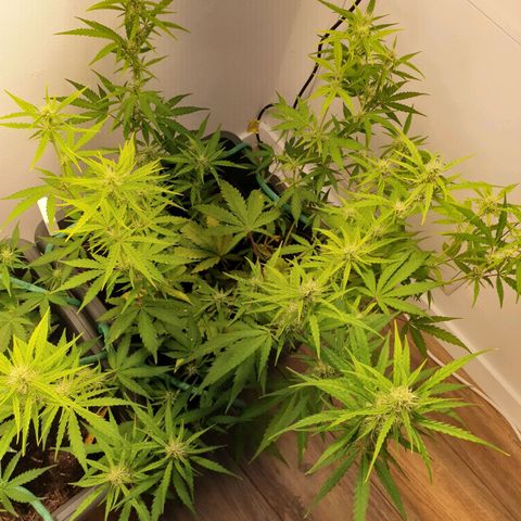 Double Kush Cake Automatic growlog timeline photo