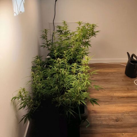 Double Kush Cake Automatic growlog timeline photo