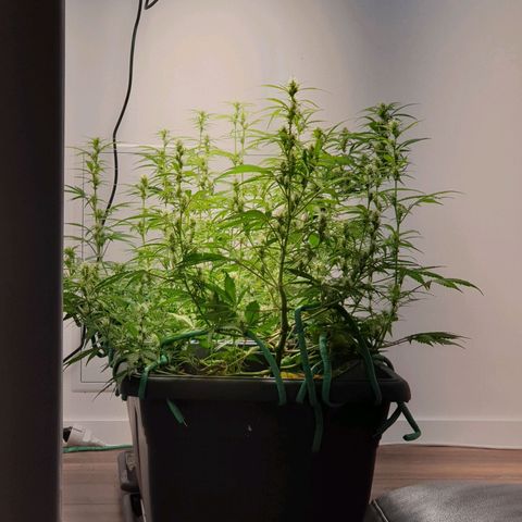 Double Kush Cake Automatic growlog timeline photo