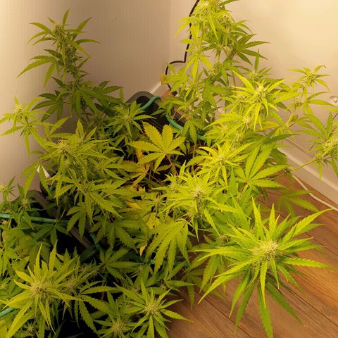 Double Kush Cake Automatic growlog timeline photo