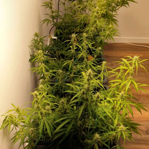 Double Kush Cake Automatic growlog timeline photo