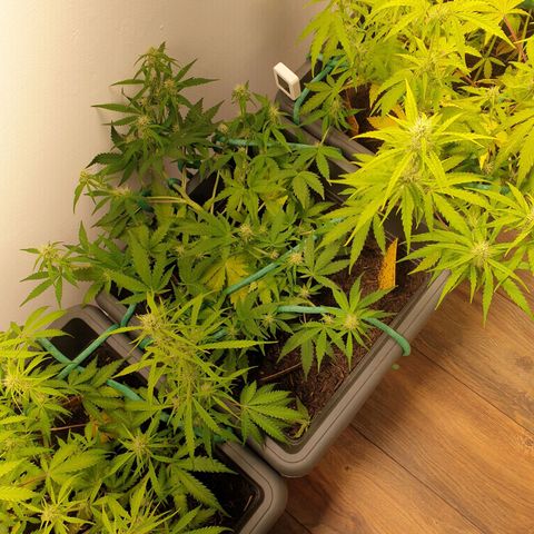 Double Kush Cake Automatic growlog timeline photo