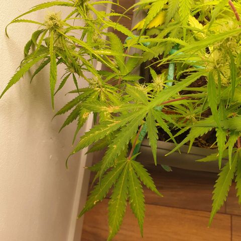 Double Kush Cake Automatic growlog timeline photo