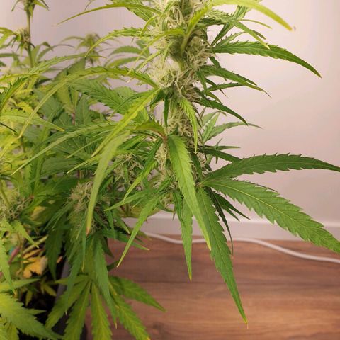 Double Kush Cake Automatic growlog timeline photo