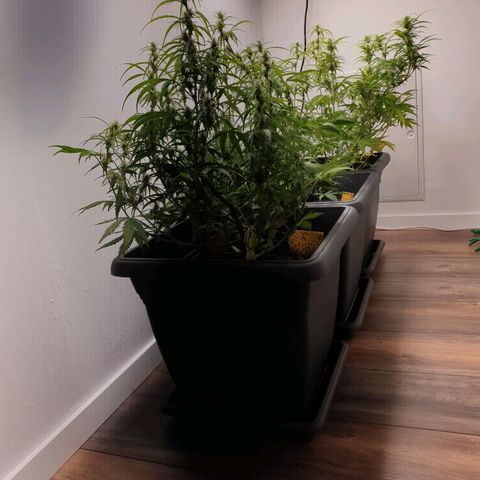 Double Kush Cake Automatic growlog photo: LST removed