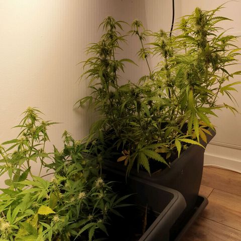 Double Kush Cake Automatic growlog timeline photo