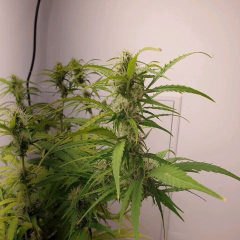 Double Kush Cake Automatic growlog timeline photo