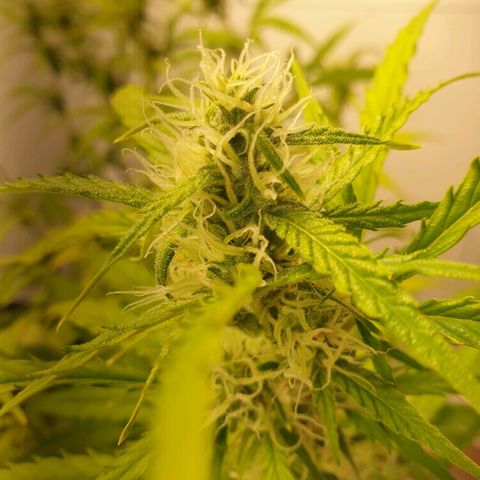 Double Kush Cake Automatic growlog timeline photo