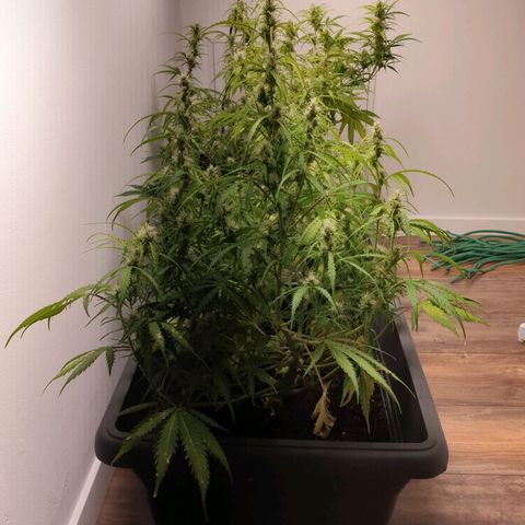 Double Kush Cake Automatic growlog timeline photo