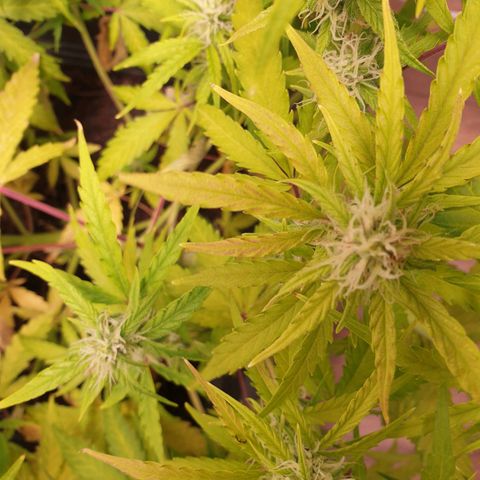 Double Kush Cake Automatic growlog timeline photo