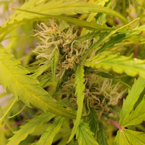 Double Kush Cake Automatic growlog timeline photo