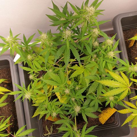 Double Kush Cake Automatic growlog timeline photo