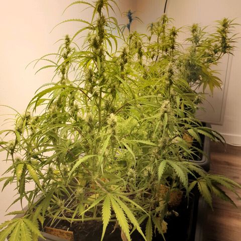 Double Kush Cake Automatic growlog timeline photo