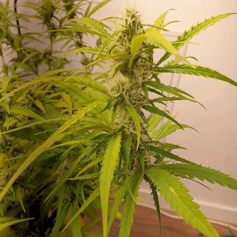 Double Kush Cake Automatic growlog timeline photo