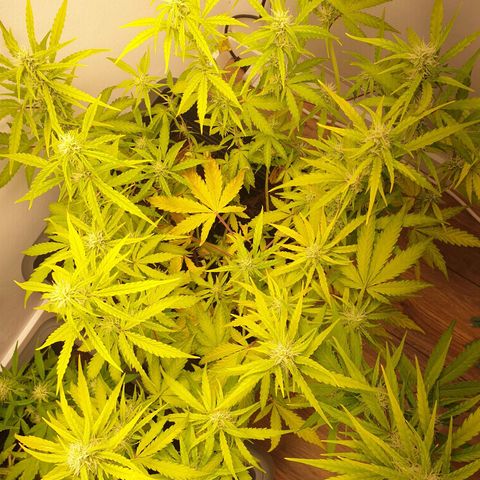 Double Kush Cake Automatic growlog timeline photo