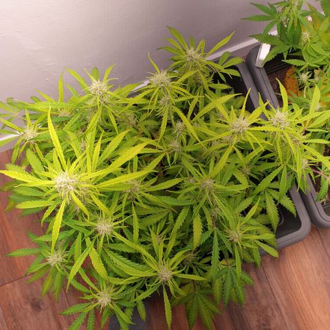 Double Kush Cake Automatic growlog timeline photo