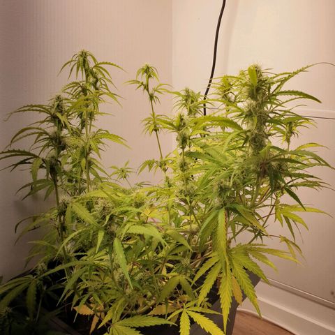 Double Kush Cake Automatic growlog timeline photo