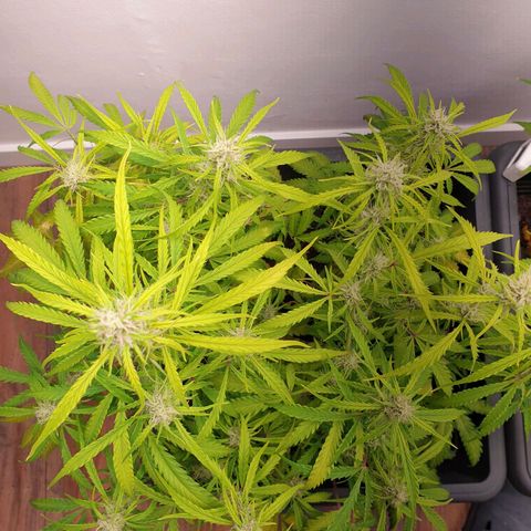 Double Kush Cake Automatic growlog timeline photo