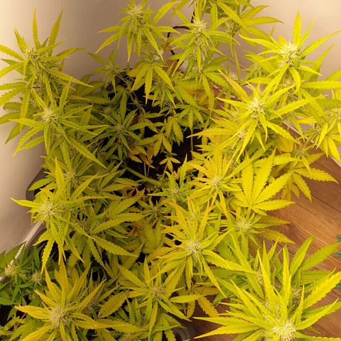 Double Kush Cake Automatic growlog timeline photo