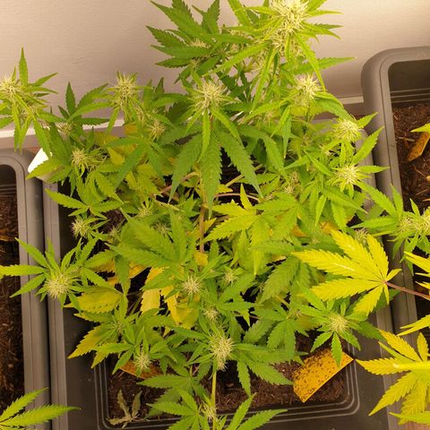 Double Kush Cake Automatic growlog timeline photo