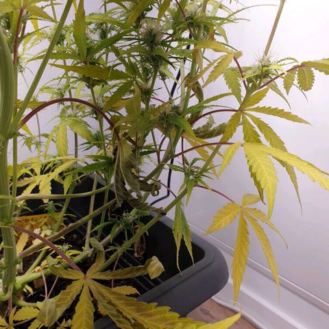 Double Kush Cake Automatic growlog photo: Zinc deficit? Ph problem?