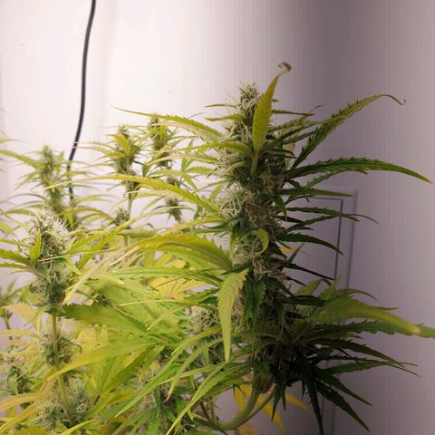 Double Kush Cake Automatic growlog photo: Zinc deficit? Ph problem?