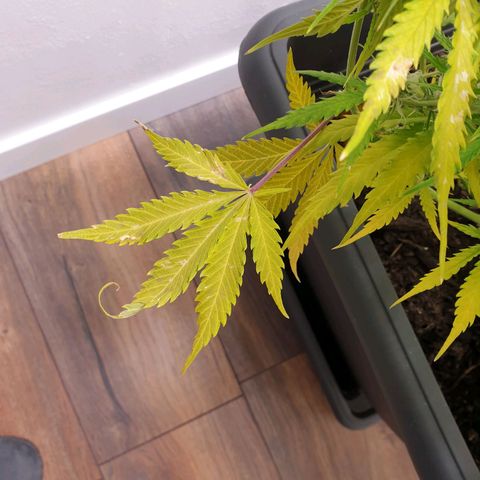 Double Kush Cake Automatic growlog photo: Zinc deficit? Ph problem?