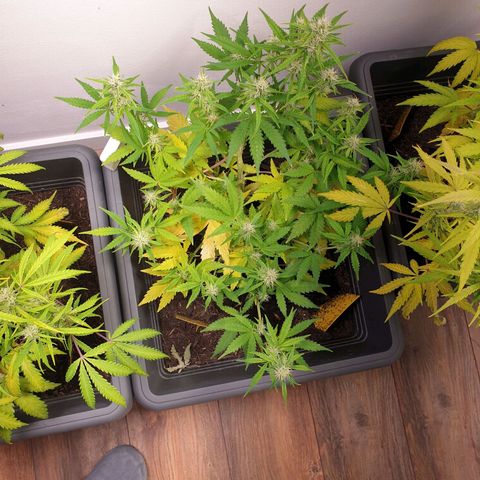 Double Kush Cake Automatic growlog photo: Zinc deficit? Ph problem?