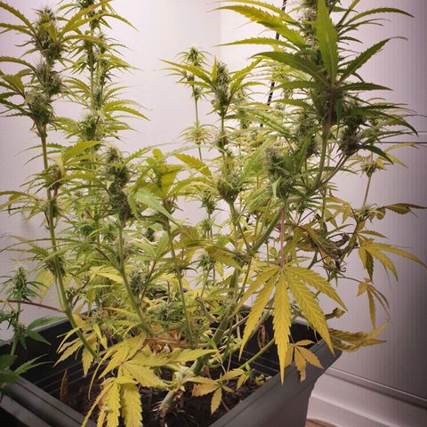 Double Kush Cake Automatic growlog photo: Zinc deficit? Ph problem?