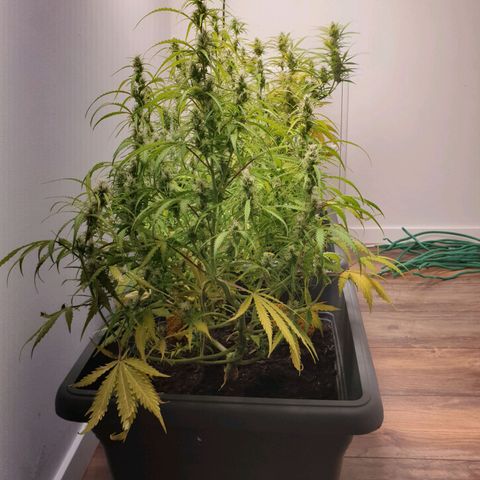 Double Kush Cake Automatic growlog photo: Zinc deficit? Ph problem?