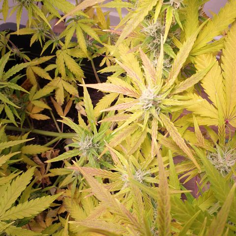 Double Kush Cake Automatic growlog photo: Zinc deficit? Ph problem?