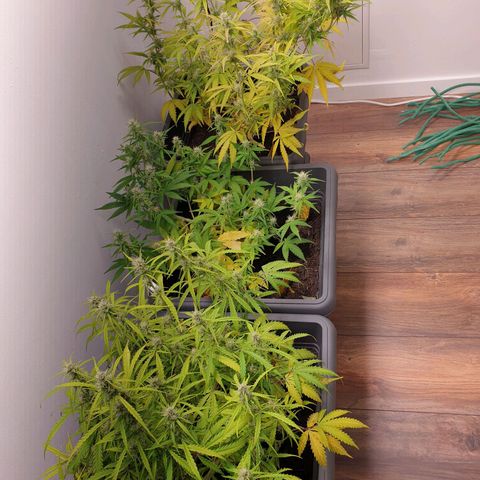 Double Kush Cake Automatic growlog photo: Zinc deficit? Ph problem?