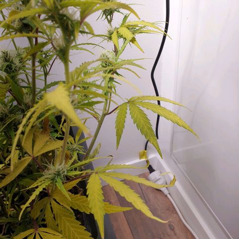 Double Kush Cake Automatic growlog photo: Zinc deficit? Ph problem?