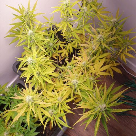 Double Kush Cake Automatic growlog photo: Zinc deficit? Ph problem?