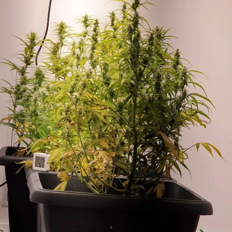 Double Kush Cake Automatic growlog timeline photo