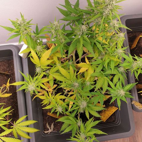 Double Kush Cake Automatic growlog timeline photo
