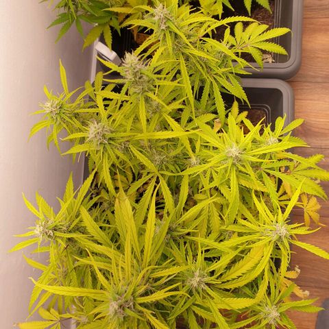 Double Kush Cake Automatic growlog timeline photo