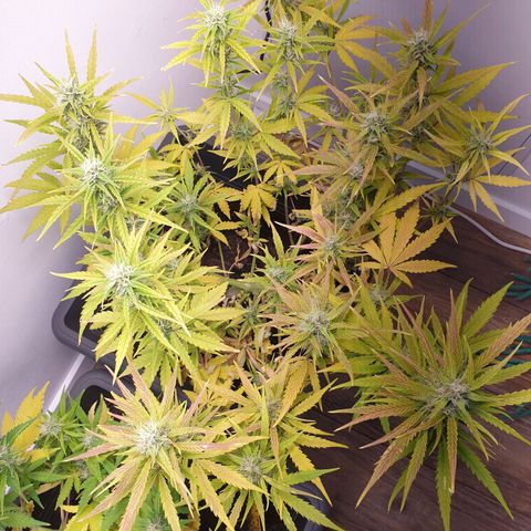 Double Kush Cake Automatic growlog timeline photo