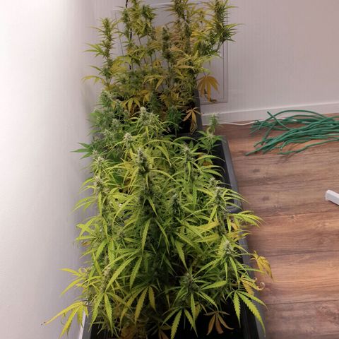 Double Kush Cake Automatic growlog timeline photo