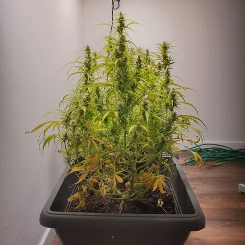 Double Kush Cake Automatic growlog timeline photo